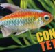 How To Differentiate Between Male And Female Congo Tetra?