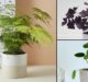 Cute Mini Houseplant Ideas That Remain Little All Their Life